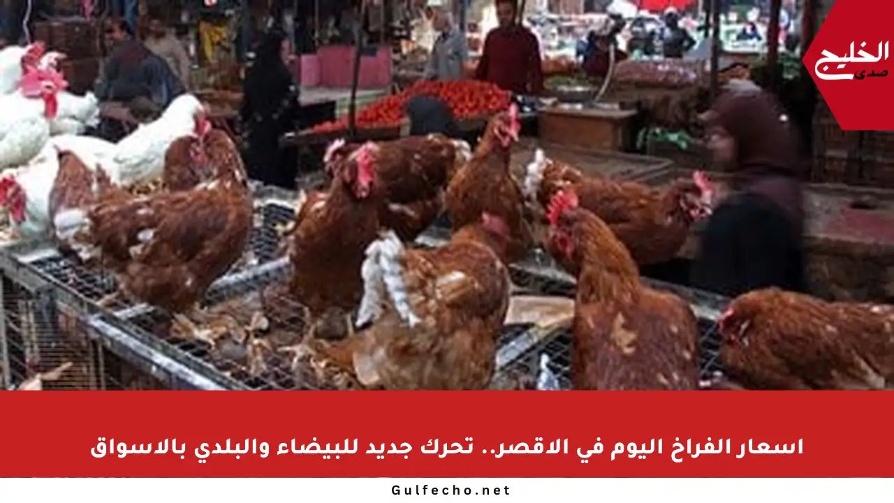 أسعار الفراخ اليوم في الأقصر.. تحرك جديد للبيضاء والبلدي بالأسواق